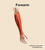 Muscles of the Forearm - orientation 6