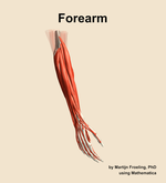Muscles of the Forearm - orientation 7