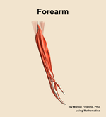 Muscles of the Forearm - orientation 8