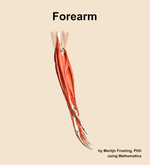 Muscles of the Forearm - orientation 9
