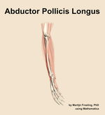 The abductor pollicis longus muscle of the forearm - orientation 10