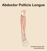 The abductor pollicis longus muscle of the forearm - orientation 11
