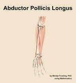 The abductor pollicis longus muscle of the forearm - orientation 12