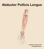 The abductor pollicis longus muscle of the forearm - orientation 13
