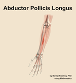 The abductor pollicis longus muscle of the forearm - orientation 14