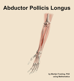 The abductor pollicis longus muscle of the forearm - orientation 15