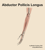 The abductor pollicis longus muscle of the forearm - orientation 16