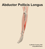 The abductor pollicis longus muscle of the forearm - orientation 2