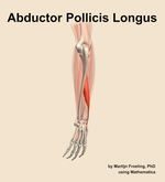 The abductor pollicis longus muscle of the forearm - orientation 3