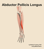The abductor pollicis longus muscle of the forearm - orientation 4
