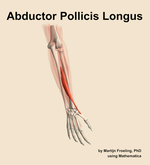 The abductor pollicis longus muscle of the forearm - orientation 6