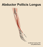 The abductor pollicis longus muscle of the forearm - orientation 7
