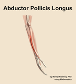 The abductor pollicis longus muscle of the forearm - orientation 8