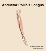 The abductor pollicis longus muscle of the forearm - orientation 9