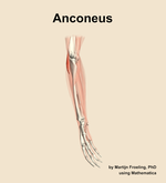 The anconeus muscle of the forearm - orientation 10