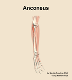 The anconeus muscle of the forearm - orientation 11