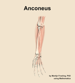 The anconeus muscle of the forearm - orientation 12