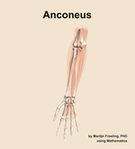 The anconeus muscle of the forearm - orientation 13