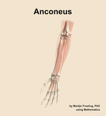 The anconeus muscle of the forearm - orientation 14