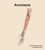 The anconeus muscle of the forearm - orientation 15