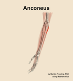 The anconeus muscle of the forearm - orientation 16