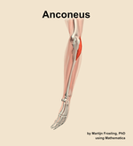 The anconeus muscle of the forearm - orientation 2