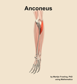 The anconeus muscle of the forearm - orientation 3
