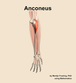 The anconeus muscle of the forearm - orientation 4