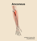 The anconeus muscle of the forearm - orientation 5