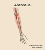 The anconeus muscle of the forearm - orientation 6