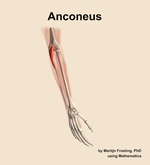 The anconeus muscle of the forearm - orientation 7