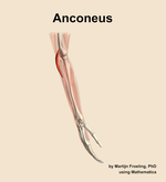 The anconeus muscle of the forearm - orientation 8