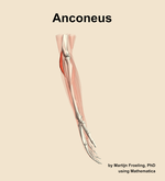 The anconeus muscle of the forearm - orientation 9