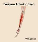 Muscles of the anterior deep compartment of the forearm - orientation 1