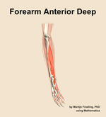 Muscles of the anterior deep compartment of the forearm - orientation 10