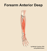 Muscles of the anterior deep compartment of the forearm - orientation 11