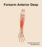 Muscles of the anterior deep compartment of the forearm - orientation 12