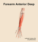 Muscles of the anterior deep compartment of the forearm - orientation 13