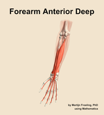 Muscles of the anterior deep compartment of the forearm - orientation 14