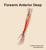 Muscles of the anterior deep compartment of the forearm - orientation 15