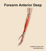 Muscles of the anterior deep compartment of the forearm - orientation 16