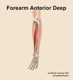 Muscles of the anterior deep compartment of the forearm - orientation 3