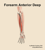 Muscles of the anterior deep compartment of the forearm - orientation 4