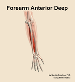 Muscles of the anterior deep compartment of the forearm - orientation 5