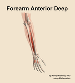 Muscles of the anterior deep compartment of the forearm - orientation 6