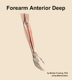 Muscles of the anterior deep compartment of the forearm - orientation 7