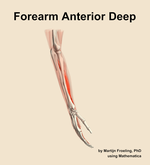 Muscles of the anterior deep compartment of the forearm - orientation 8