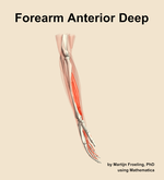 Muscles of the anterior deep compartment of the forearm - orientation 9