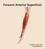 Muscles of the anterior superficial compartment of the forearm - orientation 1