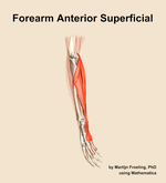 Muscles of the anterior superficial compartment of the forearm - orientation 10